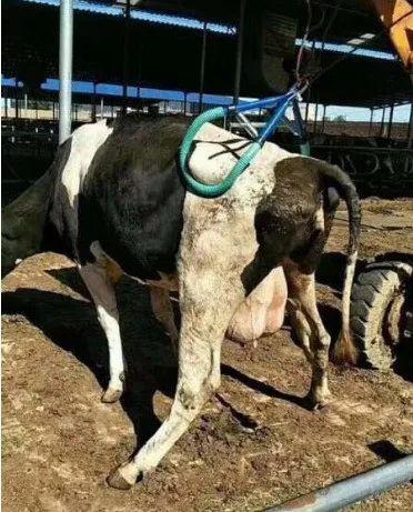 母牛产前后瘫痪,站不起来怎么办呢?