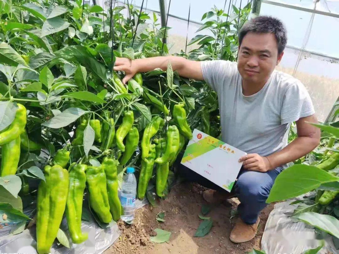 山東莘縣瓜菜博覽會豫藝種業捧得金獎