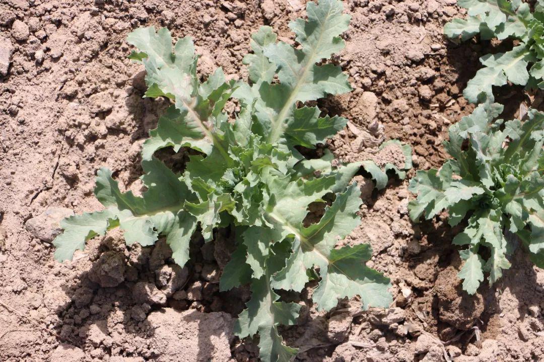 如何分辨罂粟,大麻,麻黄草这些毒品原植物