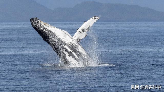 看看陆地上的行走的鲸鱼,是如何演变成海洋霸主的