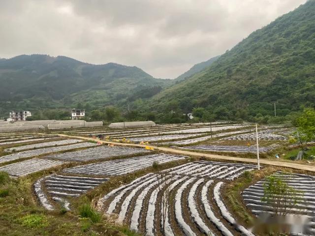 觀音鄉獅塘村柑橘種植示範基地在發展集體經濟項目的過程中,