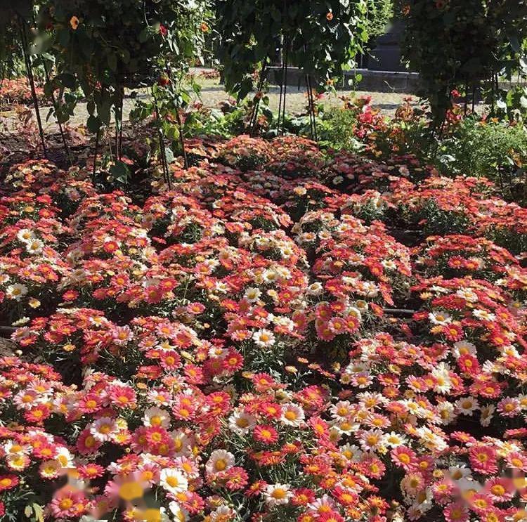 玛格丽特还能作为花海植物应用用它可以搭配出野趣十足的花境效果被