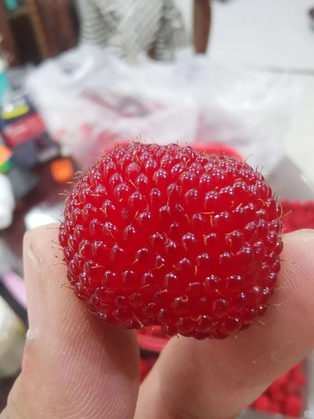 小时候吃过这种水果吗暴露年纪的时候又到了野外这种野果开始疯长了