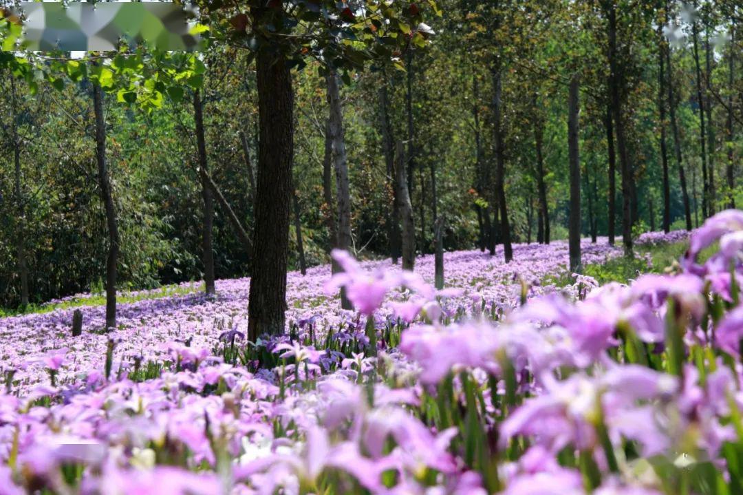 美!紫色鸢尾花海竞相开放,快去打卡