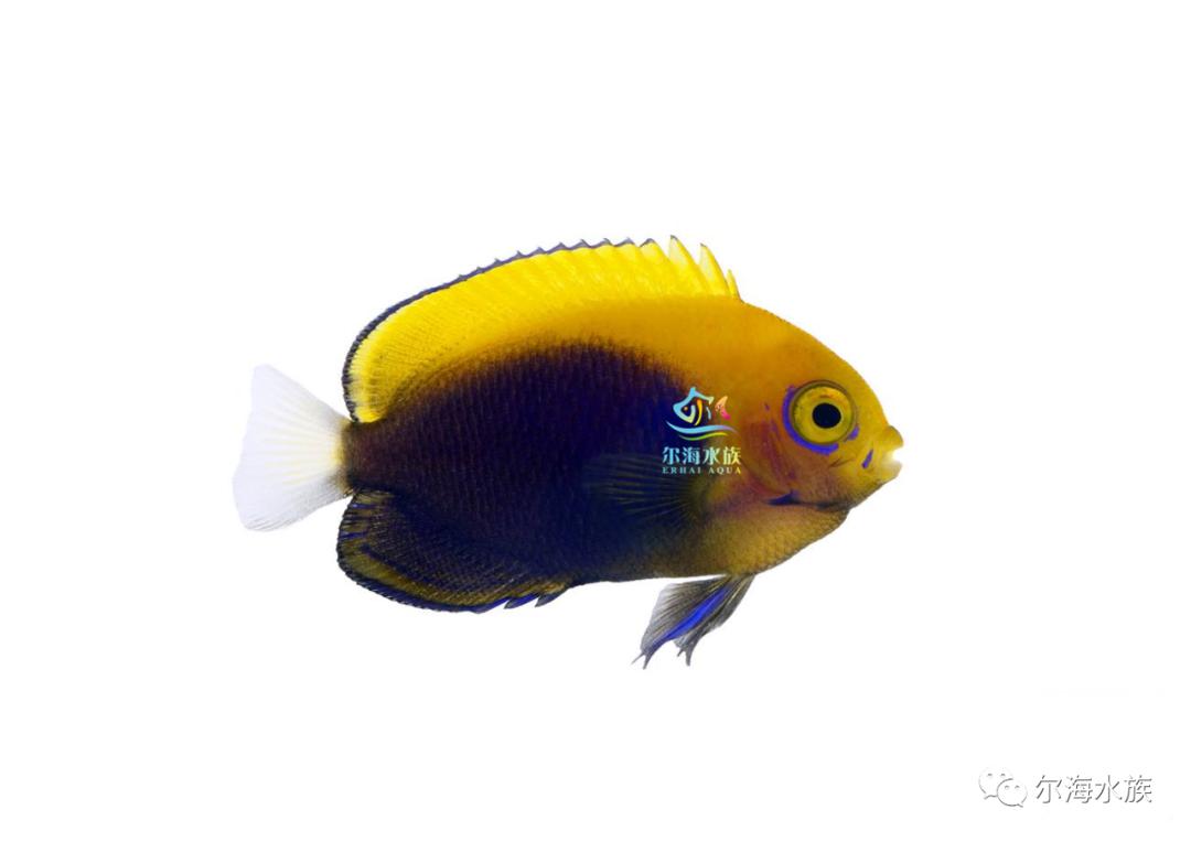 ora成功繁殖火焰仙火背仙