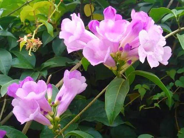 蒜香花自带"大蒜味",虫子都不敢靠近,顺着墙到处爬,全是花