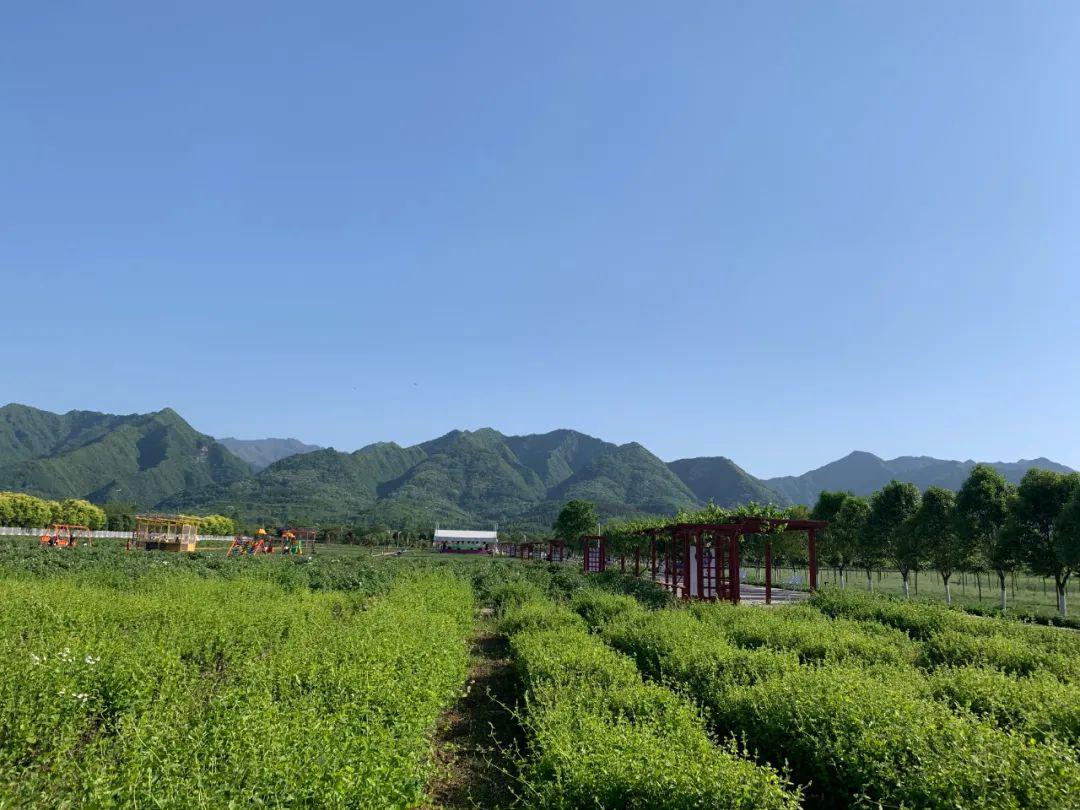 我在曲江农博园吃着樱桃你在哪里