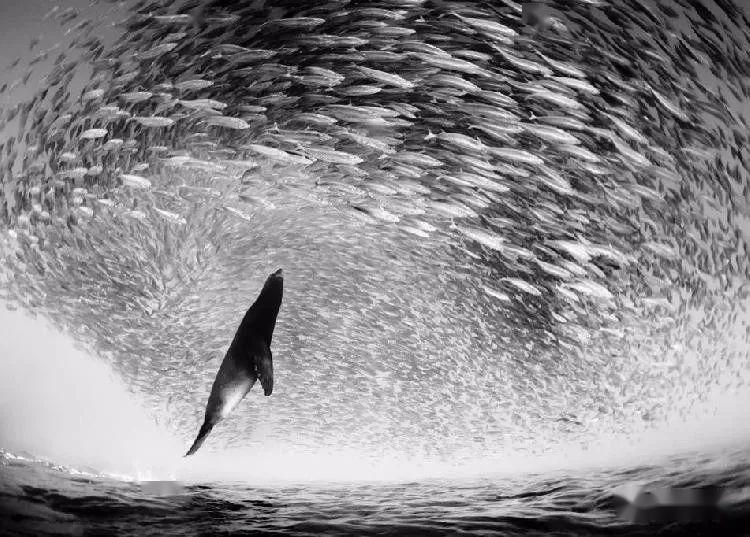 水下摄影师花了30多年的时间用黑白照片记录海洋之美130图