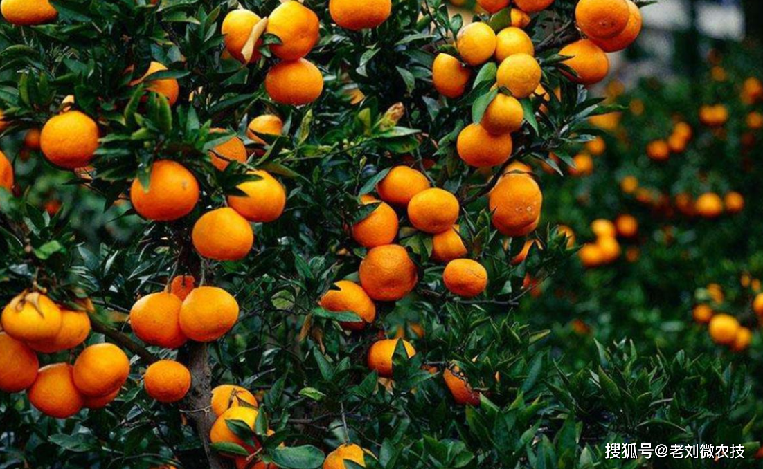 柑橘种植过程中的大坑稍不注意就会害死你家果树
