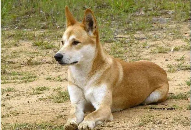 禁養野生動物後狗也保不住了這個地方即將禁養土狗