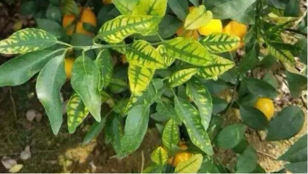 柑橘种植:柑橘缺锌怎么办?