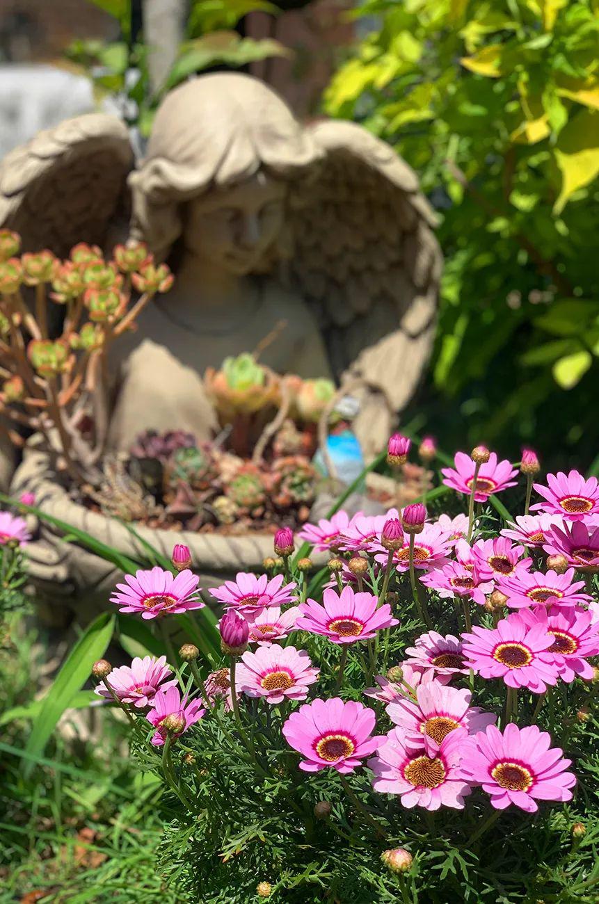 玛格丽特还能作为花海植物应用在种植的时候每颗玛格丽特至少保持30cm