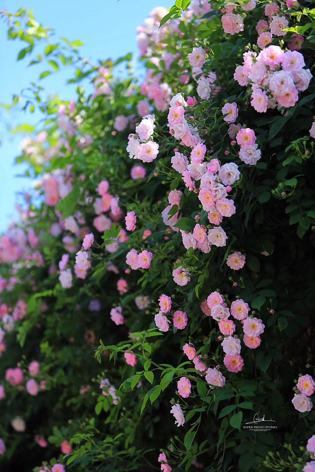 花开成瀑,用这9个网红地来跟春天作别!_蔷薇
