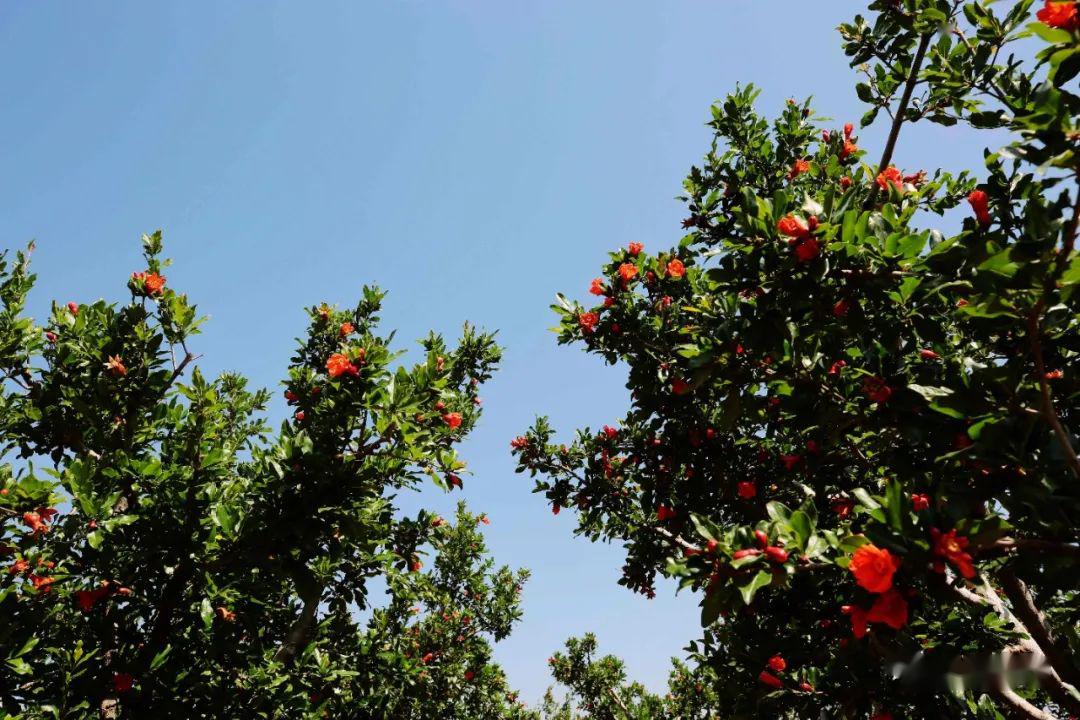 震撼!会理数十万亩石榴花开正艳