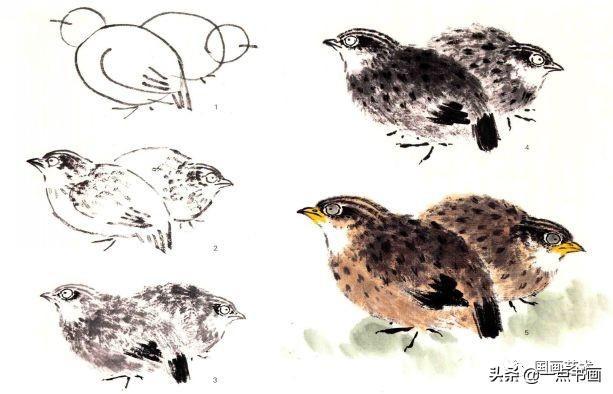 小写意禽鸟技法鹌鹑