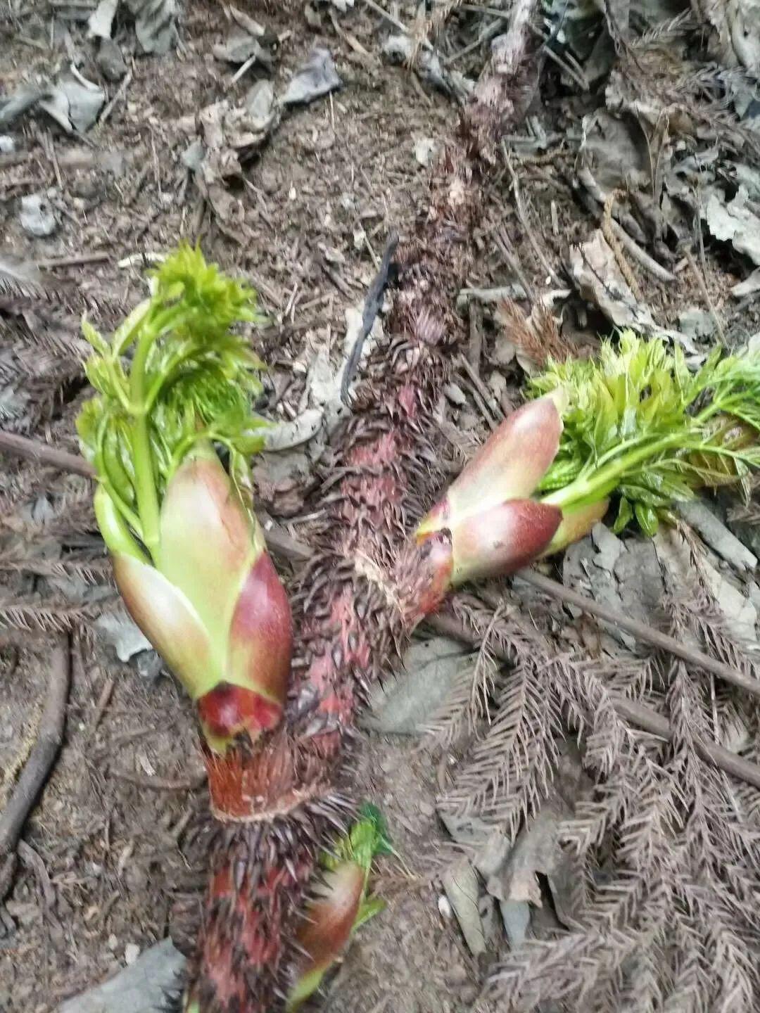 刺龙苞,折耳根等体会来自田园采摘的乐趣扛着工具,挖野菜正所谓自己