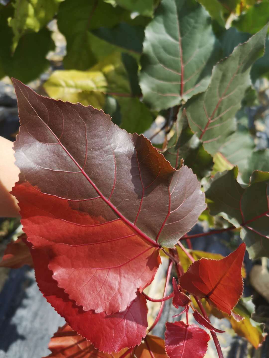 彩红杨:"一代天骄"为美丽中国添新色