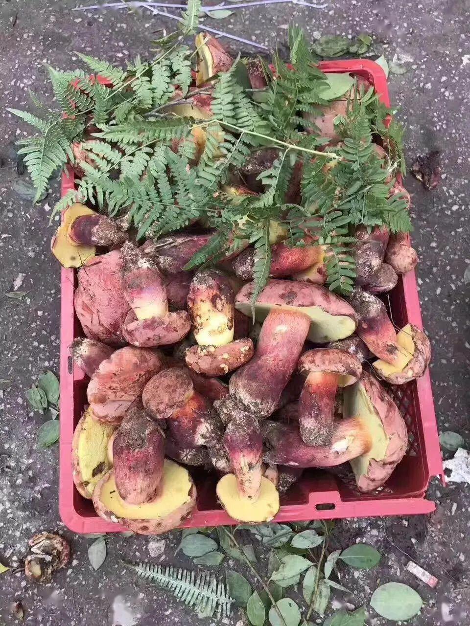 干巴菌3000元/公斤,红牛肝菌2400元/公斤_价格