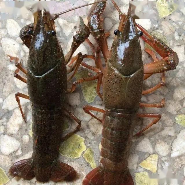 小龙虾规格大小不一养殖户捞大留小这样真的合理吗