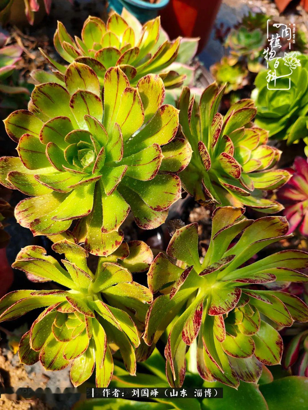 多肉最美的季节最实用的法师养护经验请收好