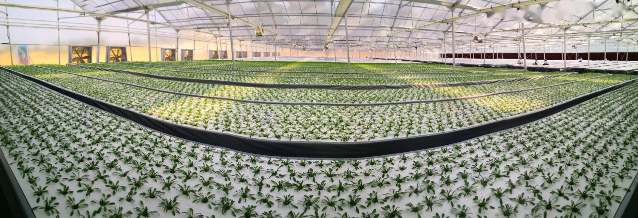 世界领先的浅液水培技术广州这家植物工厂藏高科技