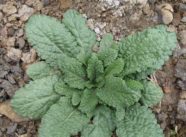 1种蟾蜍草有价值若是在山沟里看到请别乱挖也珍贵