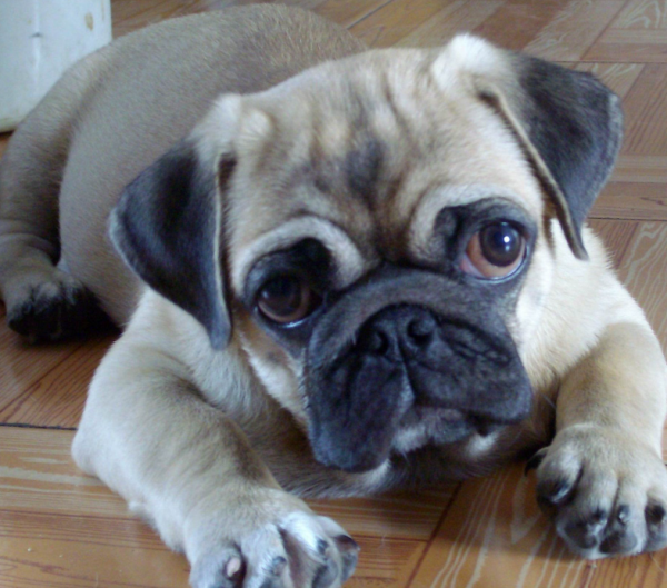 沙皮犬和巴哥犬,在这3点上是有很大区别的?