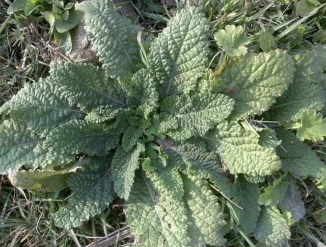 1种蟾蜍草有价值若是在山沟里看到请别乱挖也珍贵