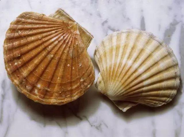 两只贝壳从贝壳看到人性的力量