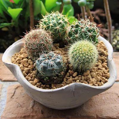 每日一花长盛球茎球呈绿色花开淡粉色