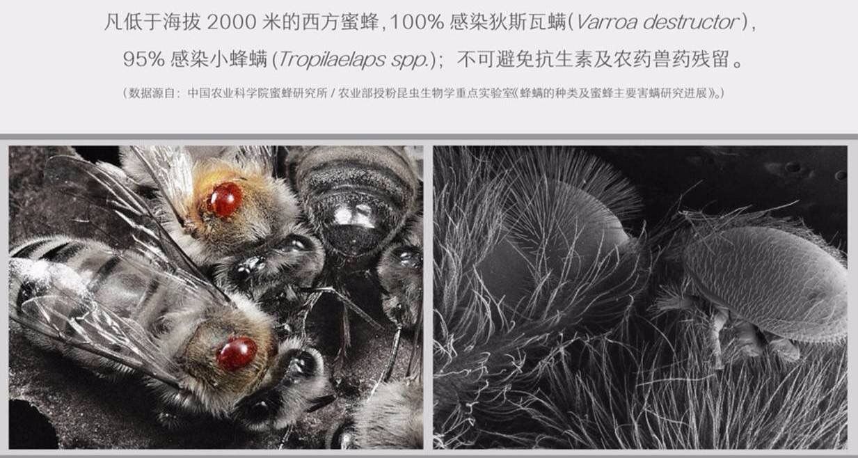 螨虫可以在蜂巢房内繁殖并可寄生在蜜蜂身上,螨虫在未封盖的幼虫房中