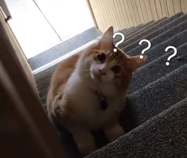 问号表情包合集|小朋友你是否有很多问号?_what