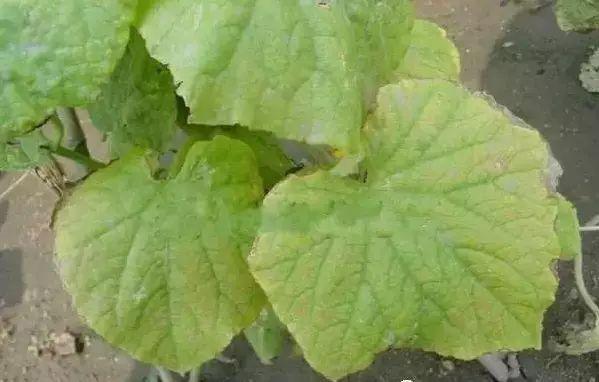 作物缺素典型症状图超级实用