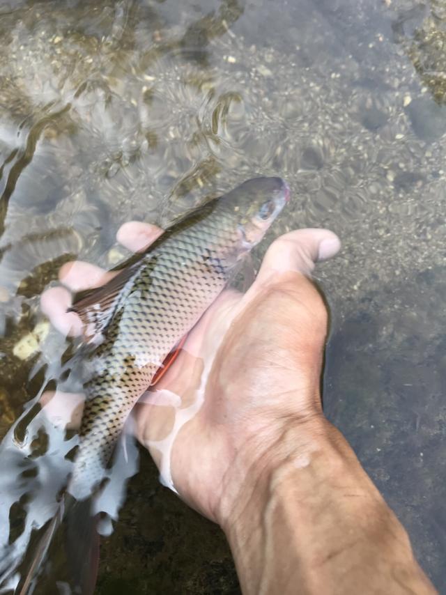 总结垂钓土鲮的一些经验及不同的调漂方法