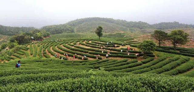 广东十大茶乡之怀集洽水新岗红茶成广东名牌红茶