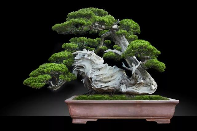 盆景柏中王台湾真柏