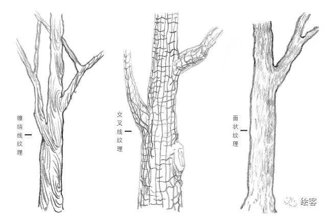 风景速写中可以通过线条的走向表现出树皮的纹理