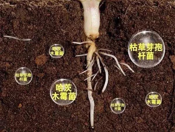 生根生根再生根根生则生根亡则亡养根护根很重要