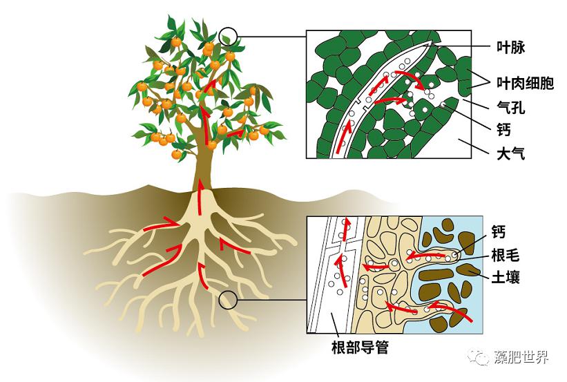 雷力技术柑橘补雷力液钙不仅不能晚更不能缺席