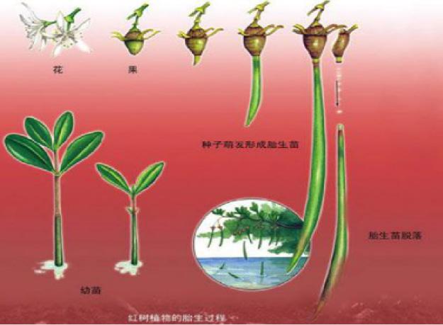 坝光自然学校开学啦,第一期——"红树宝宝"认养课!_胚轴