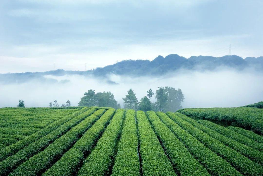 【五一出遊季】 打卡世界最美茶鄉之大地指紋