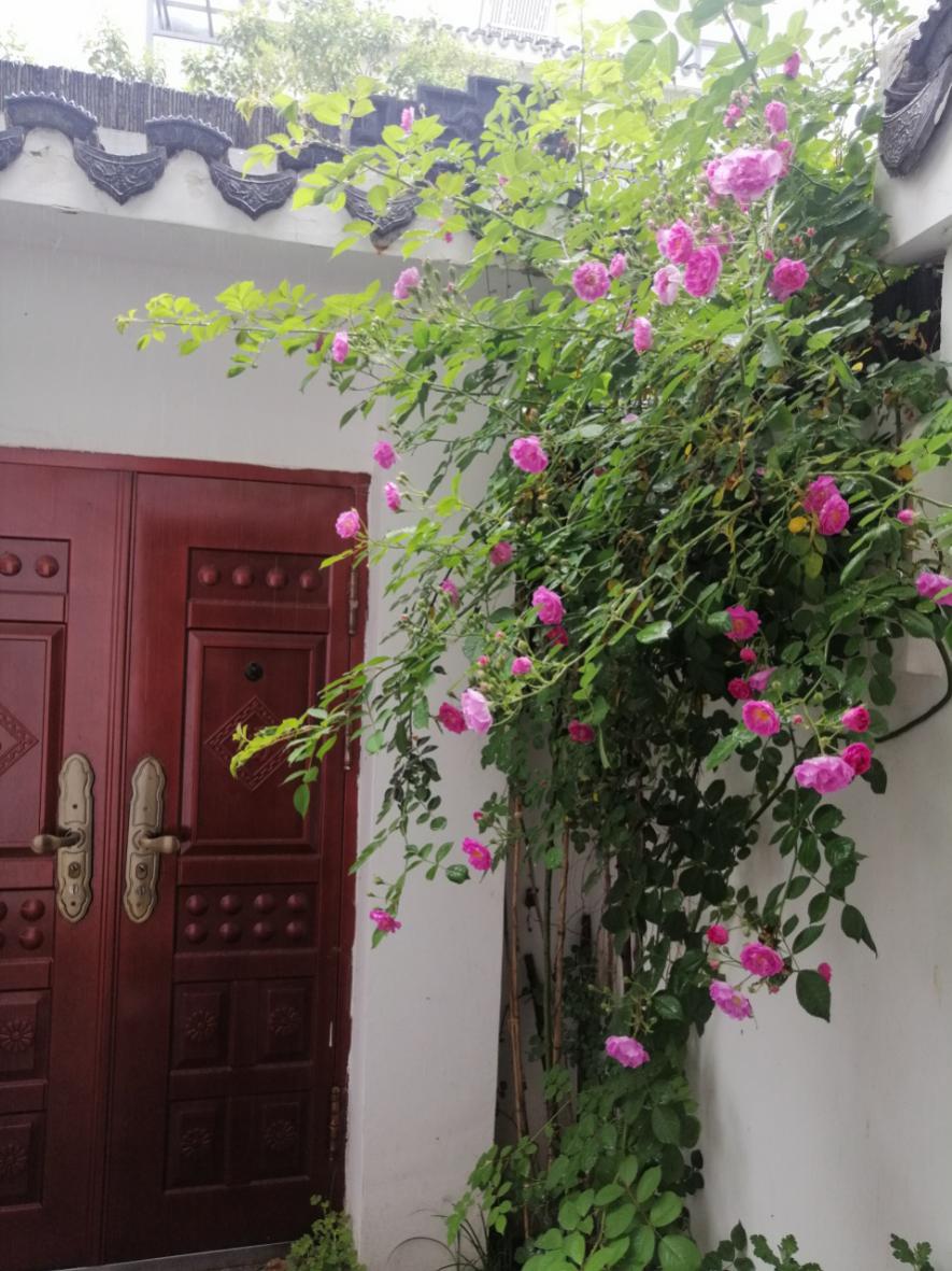 【致春天】满院春光无心赏