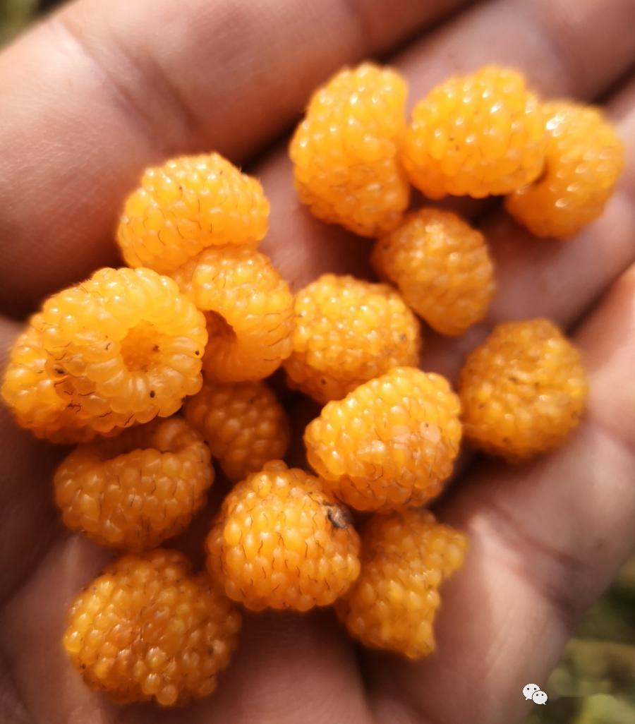 黄泡熟了来罗平我带你上山摘黄泡