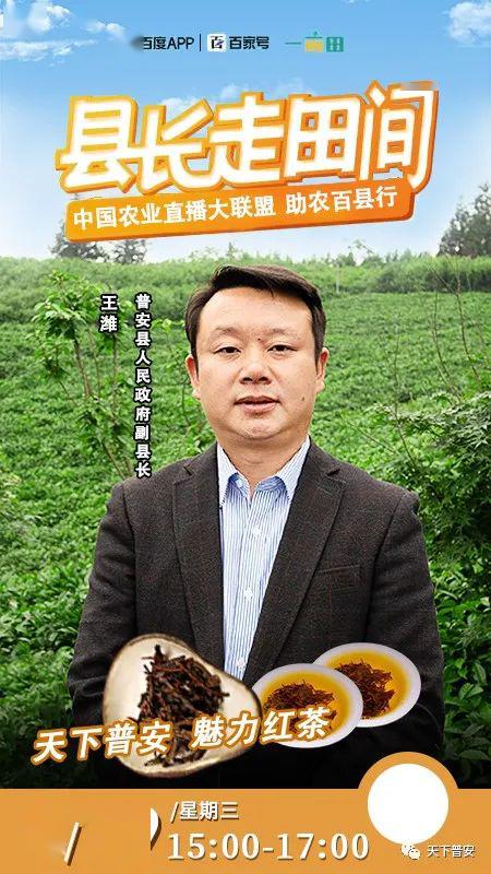 4月29日下午,在世界茶源地的普安,普安县副县长王潍将走进万亩茶山