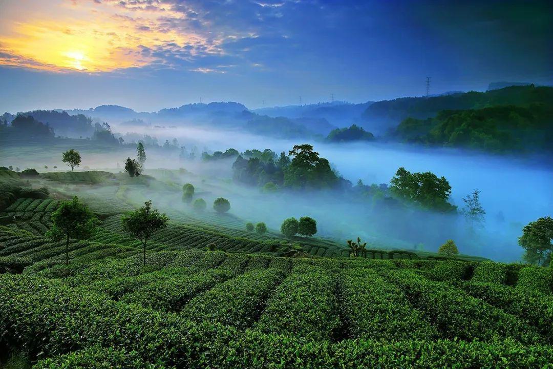 五一出游季打卡世界最美茶乡之大地指纹