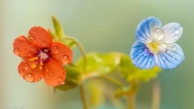 願重逢校園時你笑靨如花