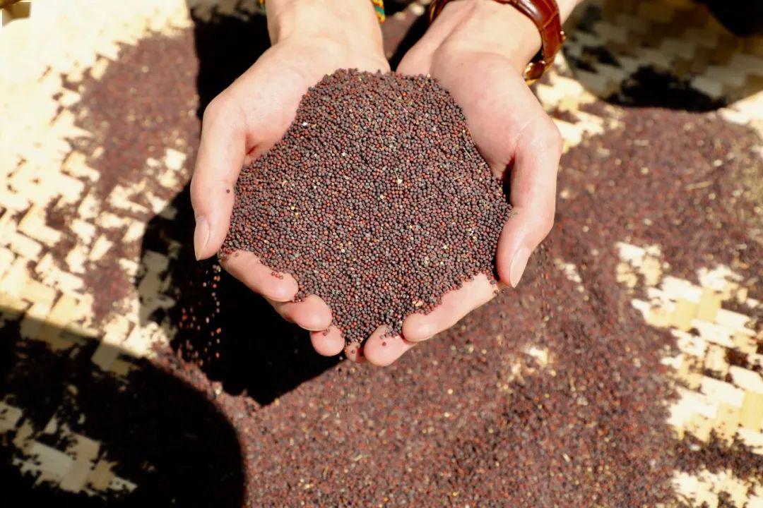 打下的油菜籽中,往往还混有着菜籽荚荚膜的翳,在大风中抖几下竹匾