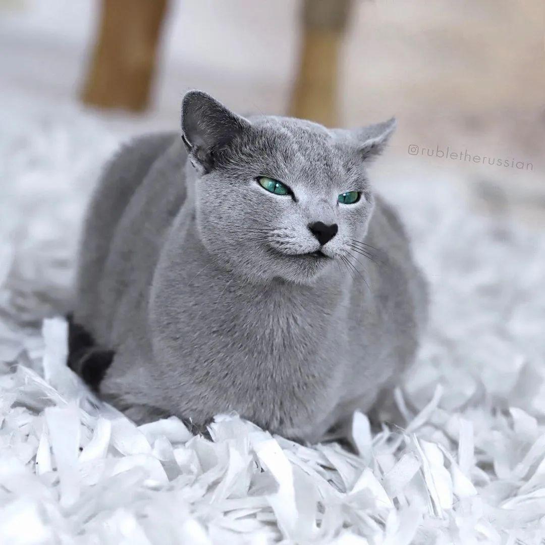 这只俄罗斯蓝猫天生自带上扬嘴角人称微笑小绅士爆红ins