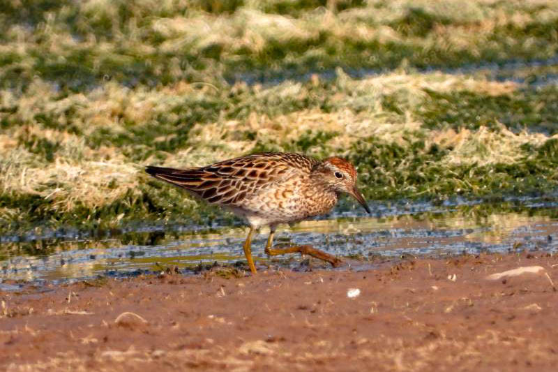 宁夏发现鸟类记录新种黄腹鹨斑胸滨鹬尖尾滨鹬
