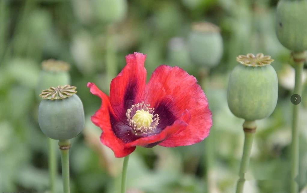 非法种植罂粟当菜吃,两名村民被拘留!_毒品